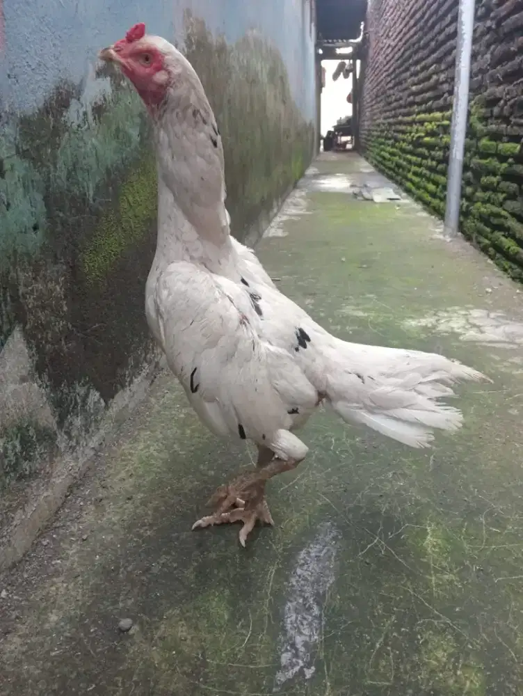 Ayam Betina Bangkok body big