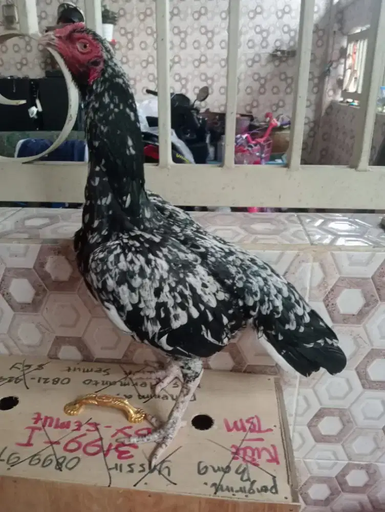 Ayam betina Bangkok blorok