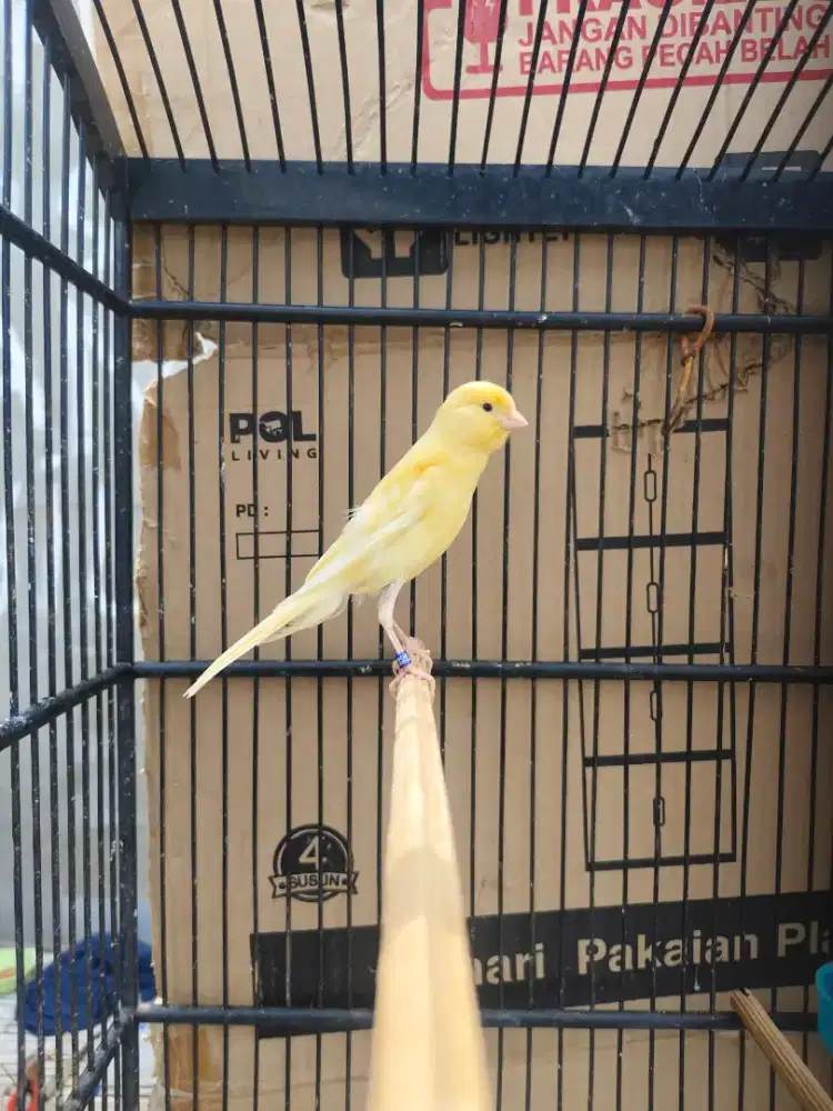 Kenari f1rasmi paud 2 bulan