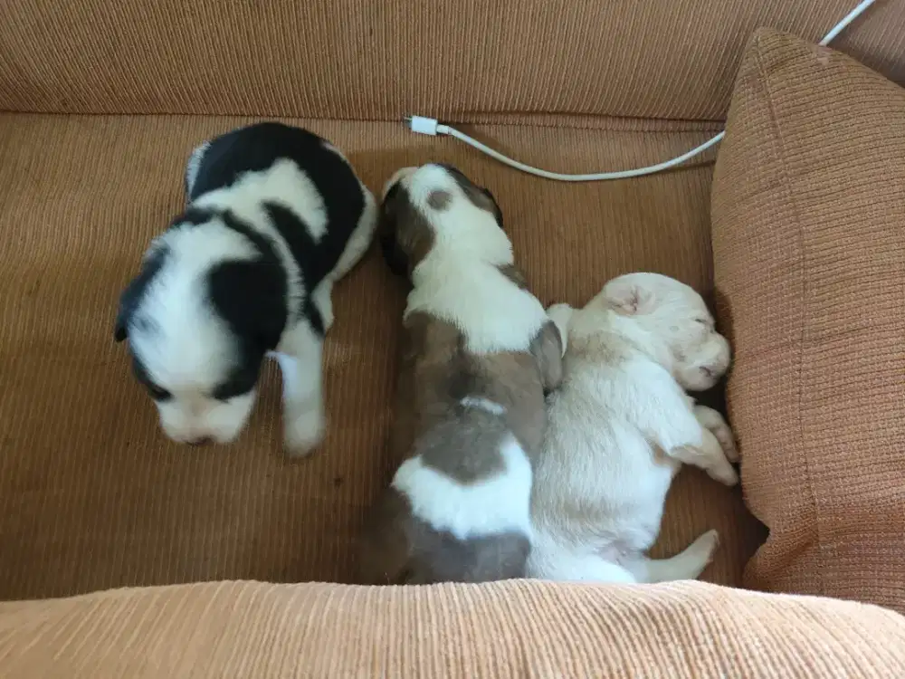 Puppy corgi mix beagel