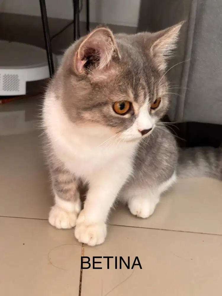 KUCING BSH (Jantan + Betina)