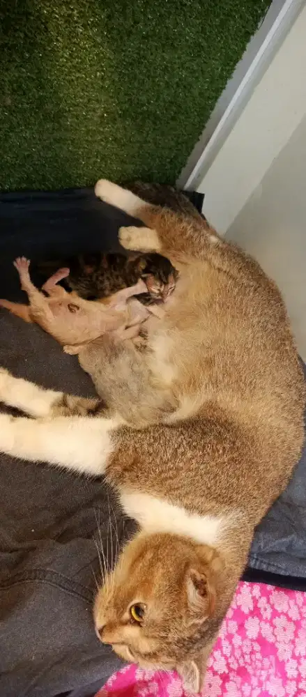 scotis straight ,betina ,umur. 1th 4bln