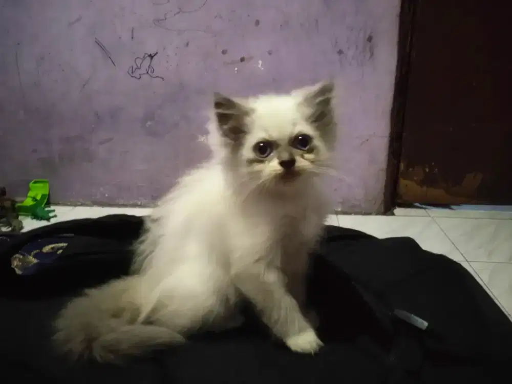 Kucing Persia himalaya