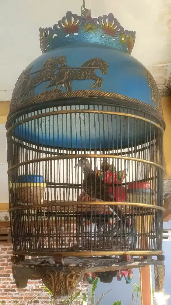 KUTUT BANGKOK BETINA