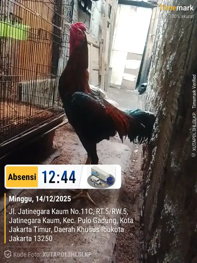 Bangkok usia -+1tahun