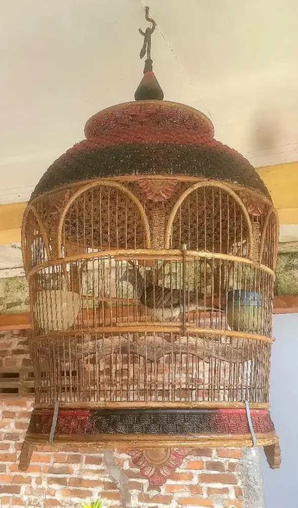 KUTUT LOKAL SANGKAR ROTAN