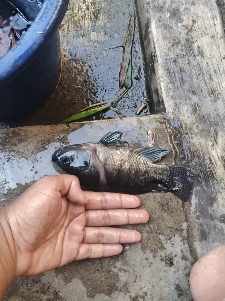 Nila konsumsi Ready isi 5-4-6 per 1 kg