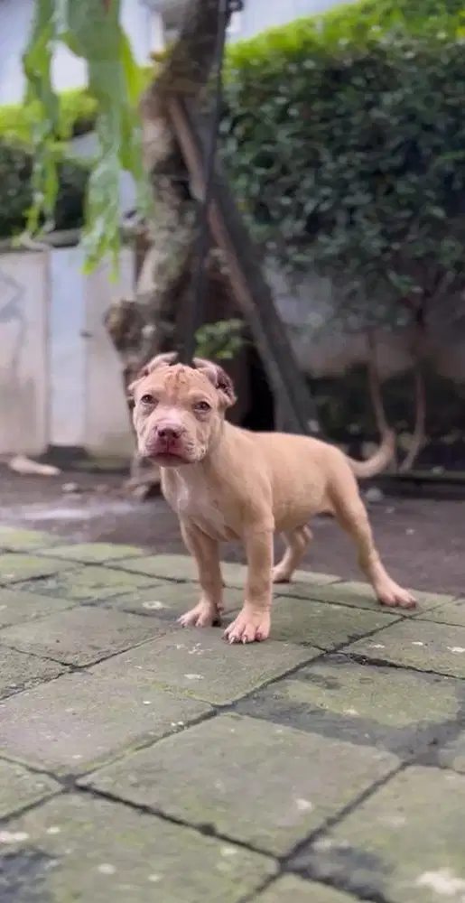 Pitbull Puppy Jantan