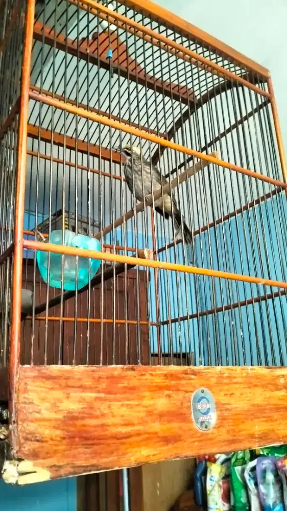 Cucak Rowo betina dna