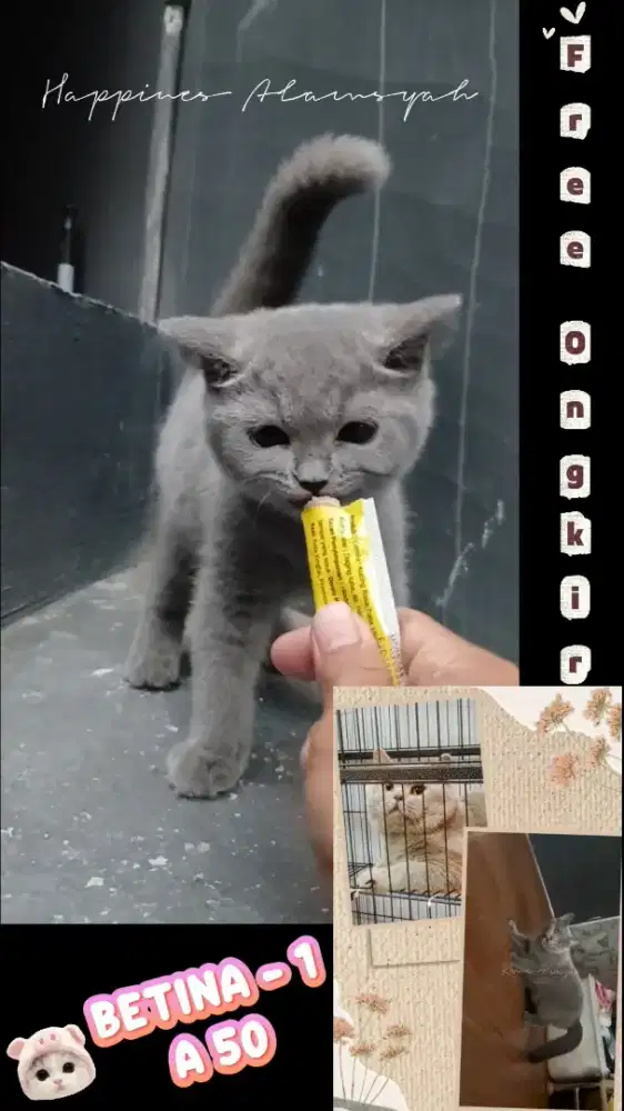 Kucing BSH Betina Blue Solid British Shorthair Female