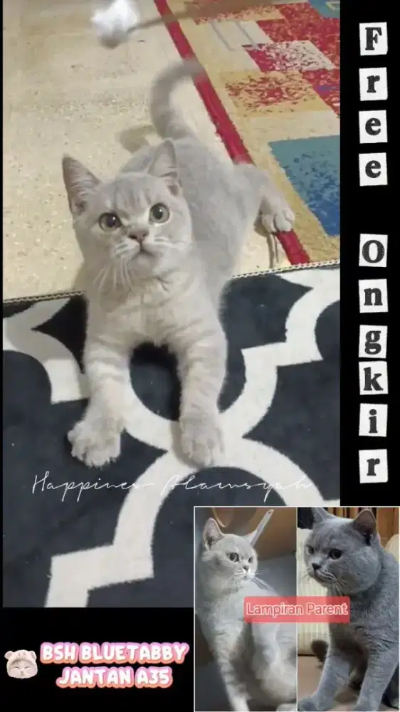 British Shorthair Blue Tabby Jantan Murmer Saja