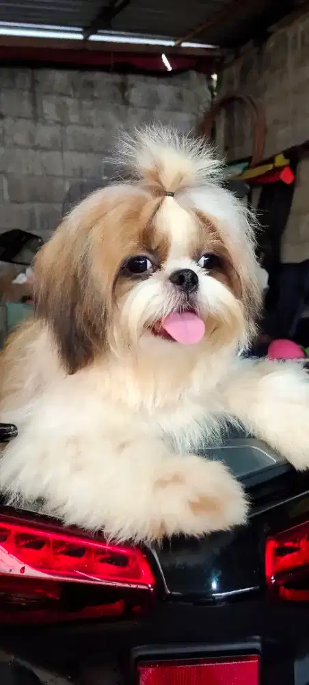 Puppy shih tzu non stambum