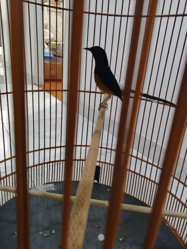 burung murai eks prospek prestasi gacor