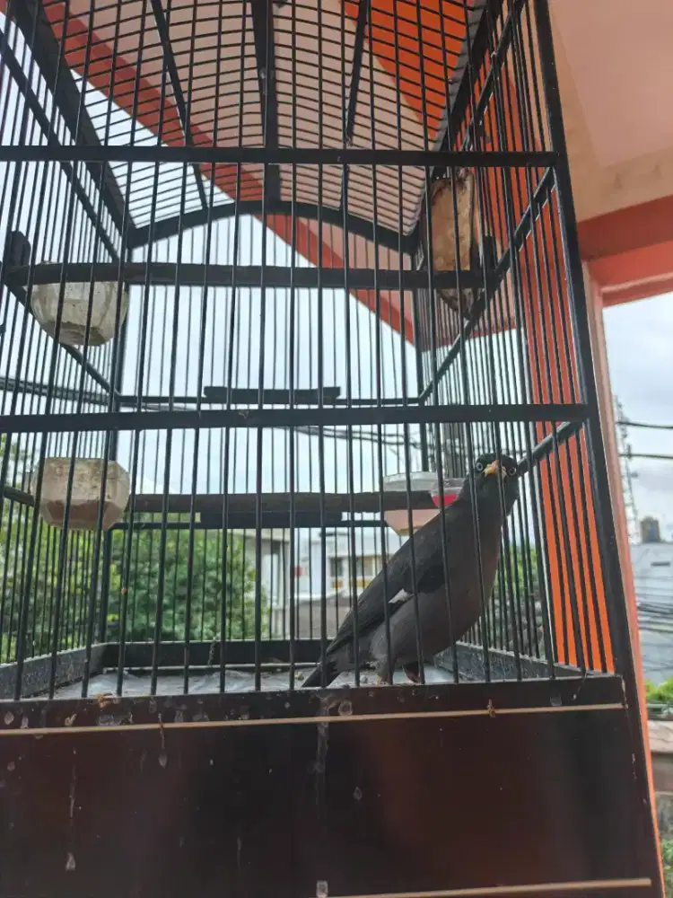 Jalak Kebo berisik Burja