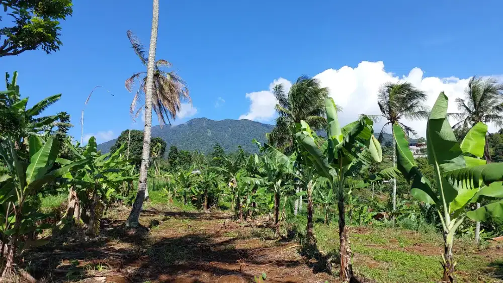 Tanah di Cigombong