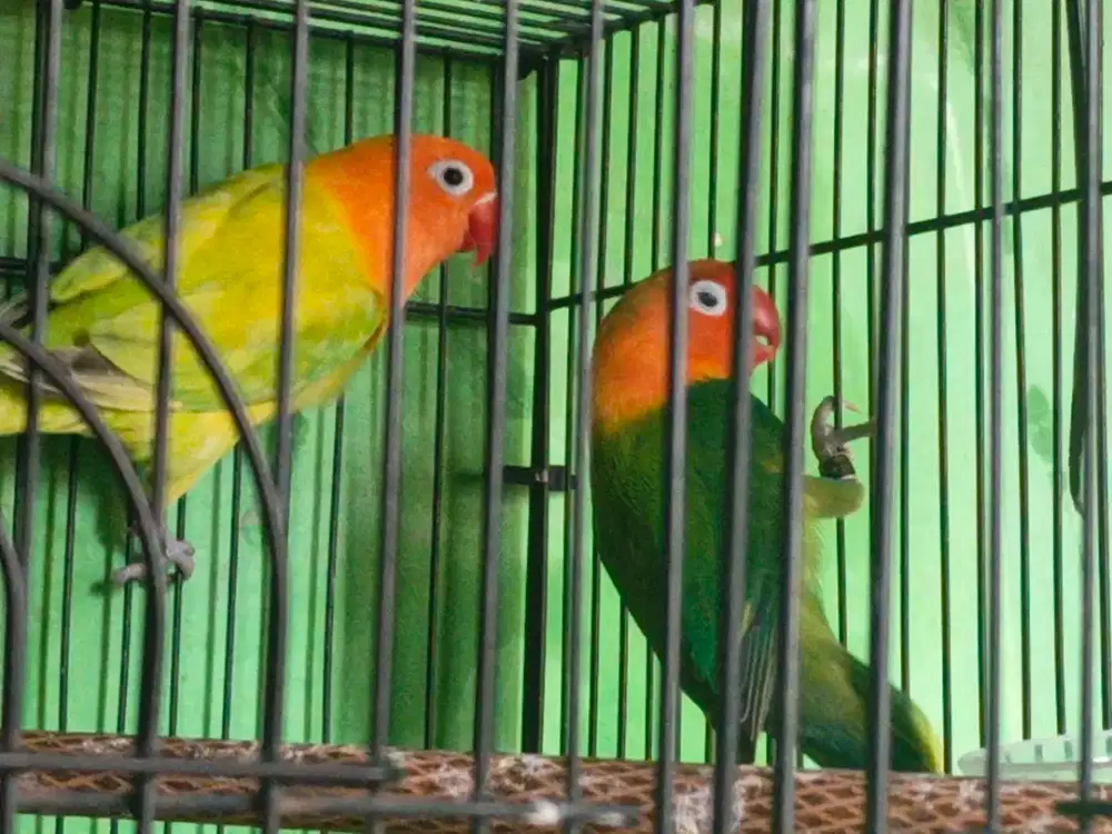 Lovebird sepasang warna nilai sendiri