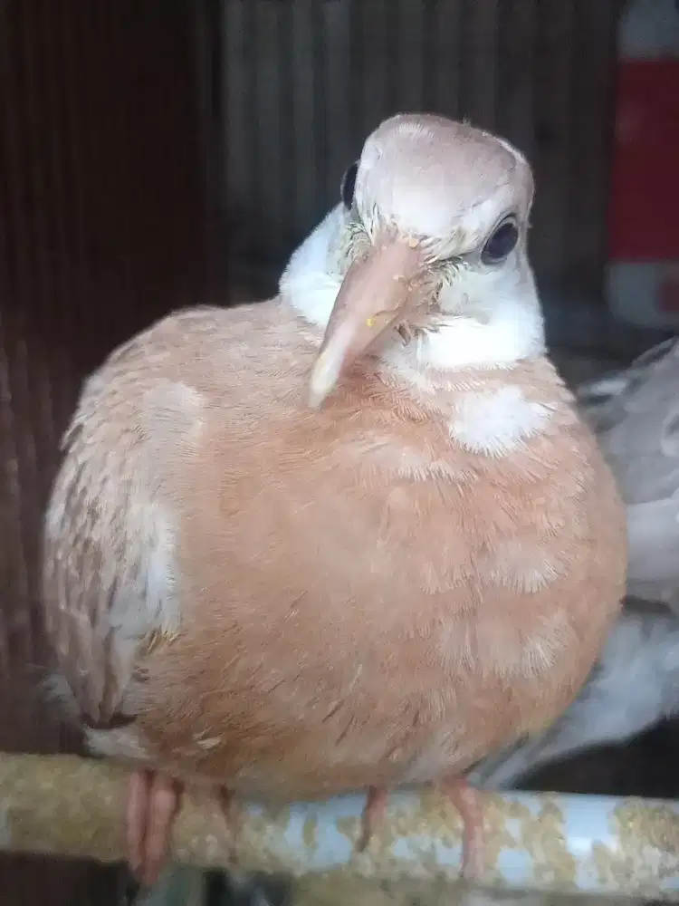 Tekukur bLorok mkh vs mkh