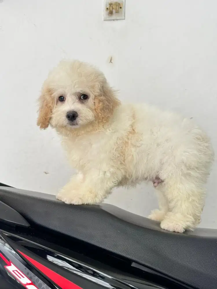 Poodle jantan murah meriah