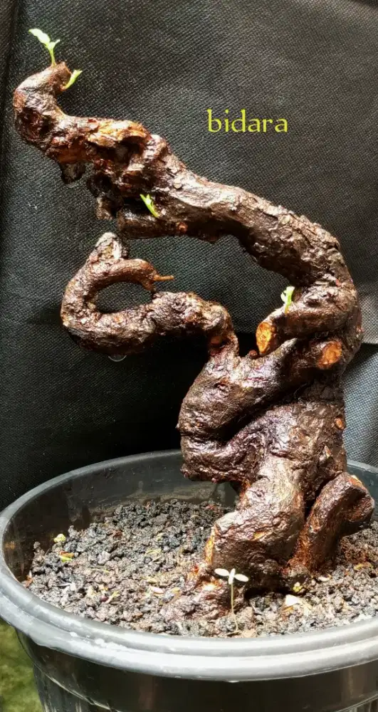 Bonsai Bidara fosilan