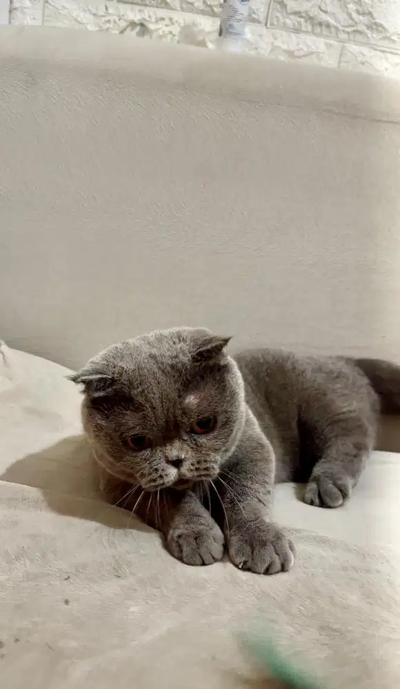 BSH Gaelic Munchkin Import