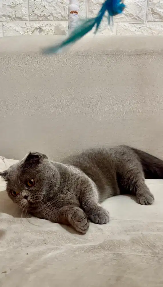 BSH Gaelic Munchkin Import