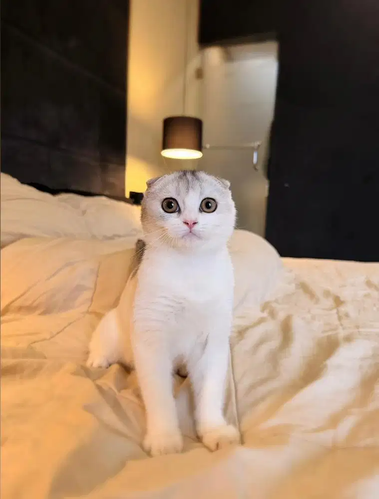 Kucing Scottish Triple Fold Bicolor MALE BSH SF