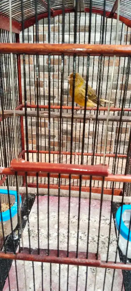 Burung Kenari**
