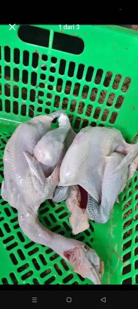 Karkas ayam kampung