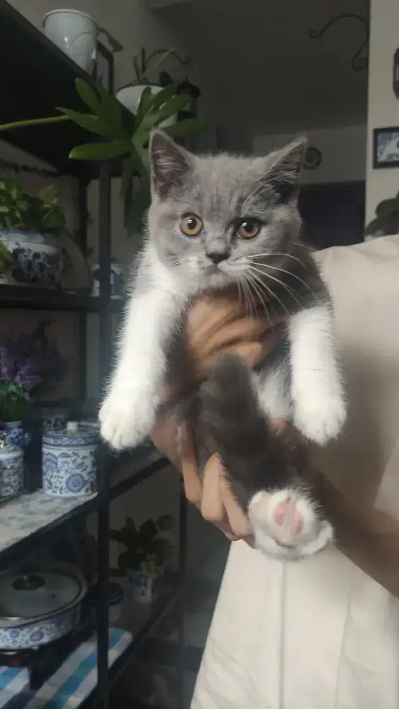 Bsh bicolor betina 3 bln