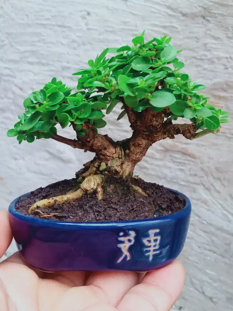 Bonsai Sancang The Max SHITO