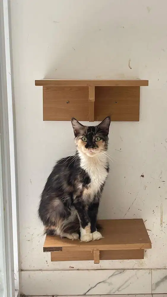 MAinecoon female 9 bulan