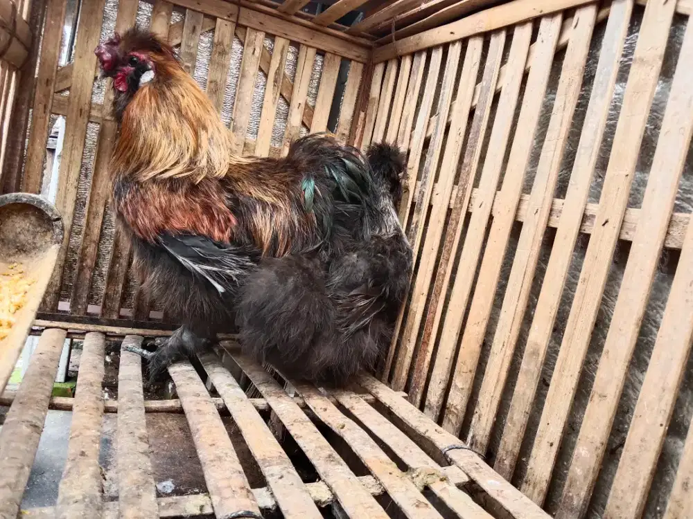 Sepasang ayam silkie Indukan