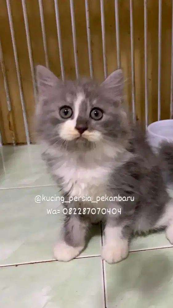 Anakan Persia jantan bulu kapas super panjang dan gembul