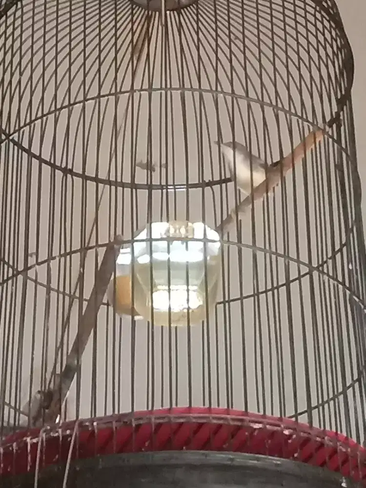 Ciblek semi Cristal gacor fs