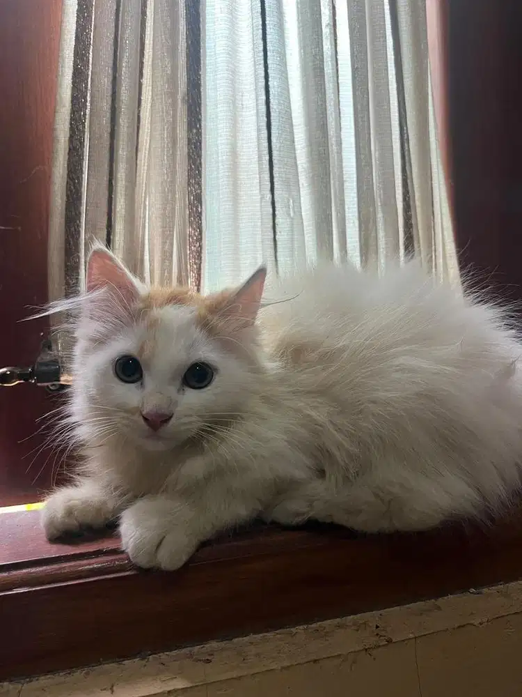 Kucing Persia Kitten