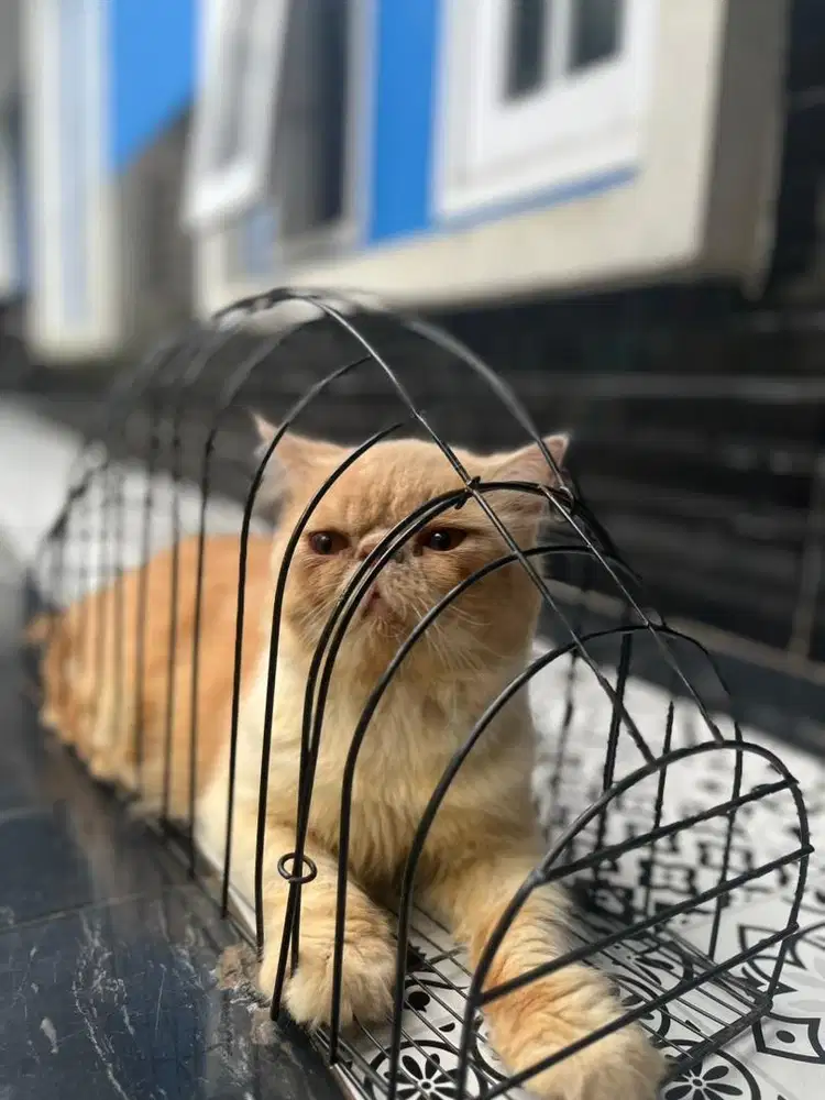 Peaknose jantan umur -+2 thn jago kimpoy