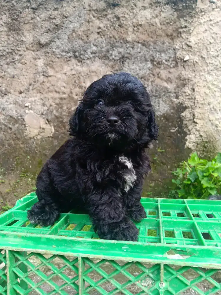 Anak anjing poodle mix pom