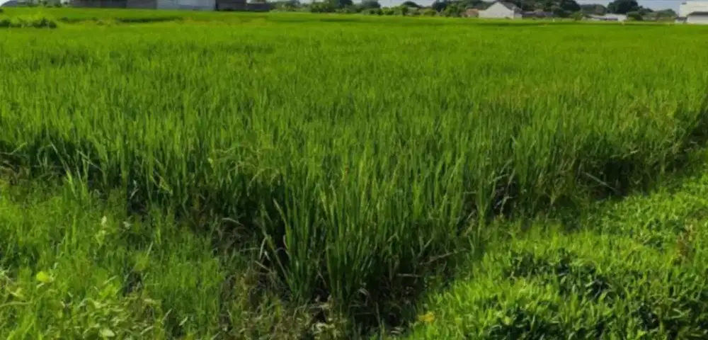 Sawah dijual cepat