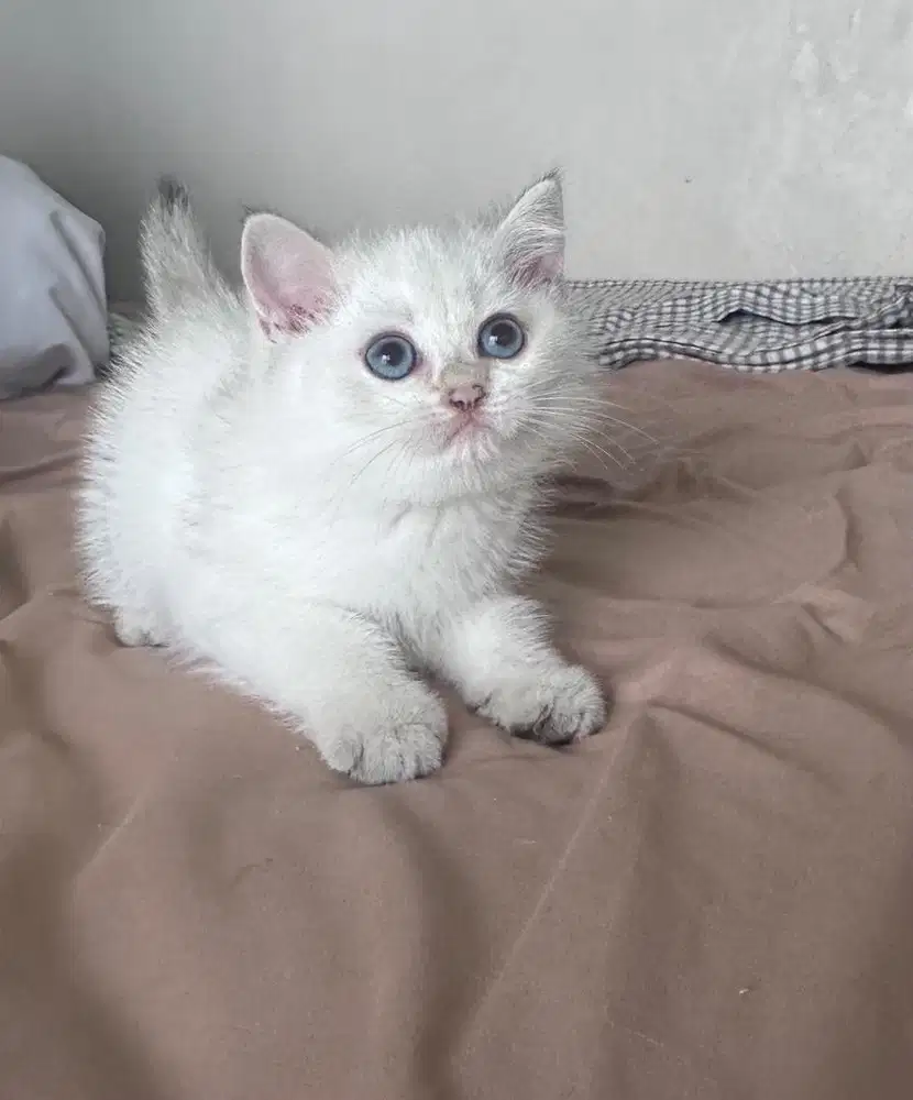 Kucing bsh british shorthair Silver Jantan Non ped cat