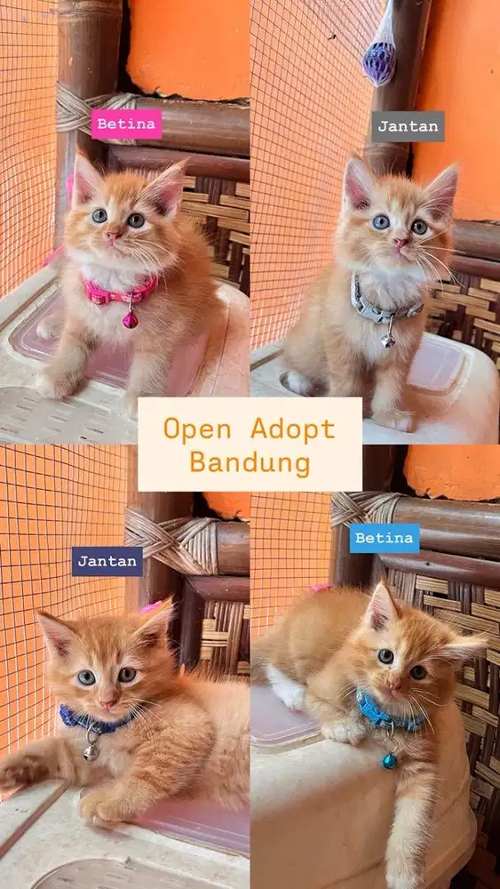 Persia Mixdom Kitten