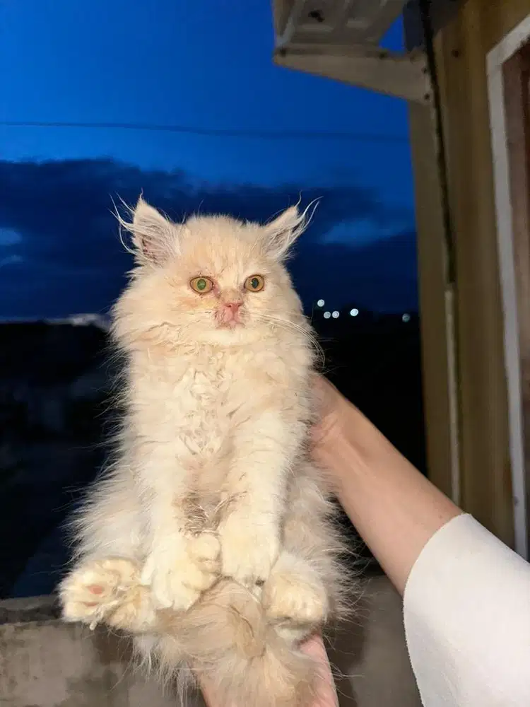 Kucing Persia Kitten