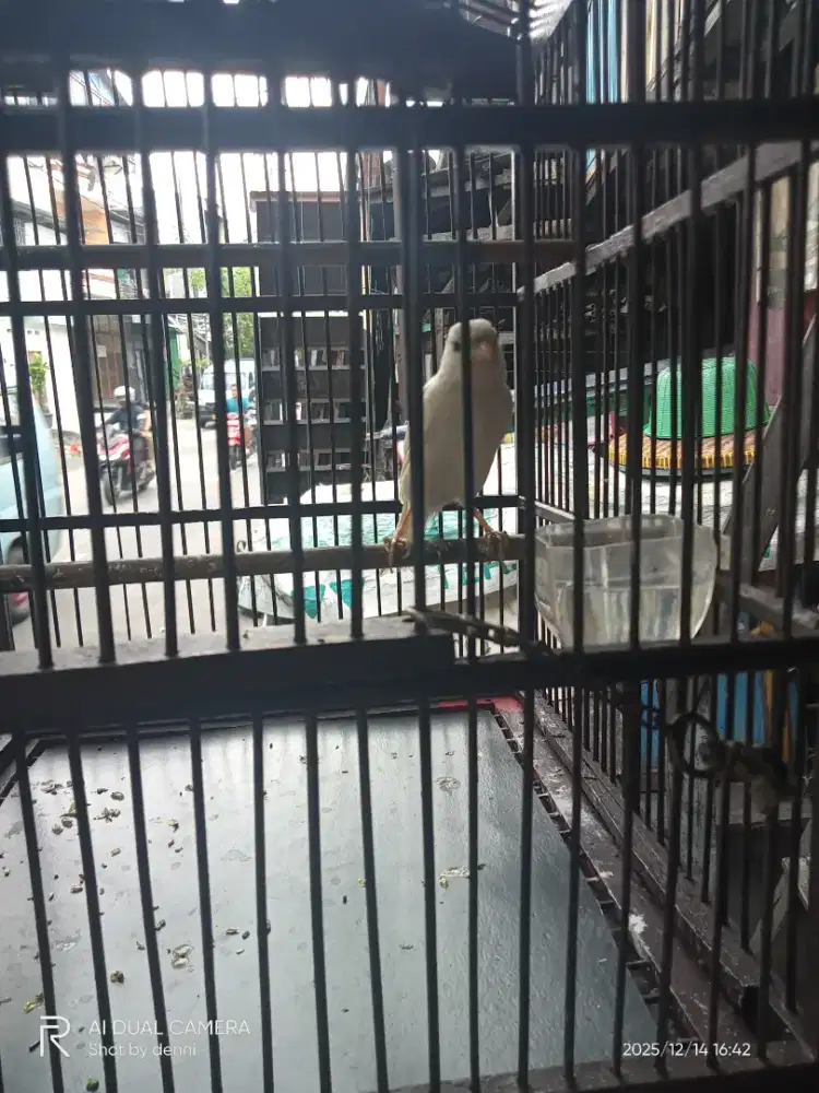 burung kenari putih