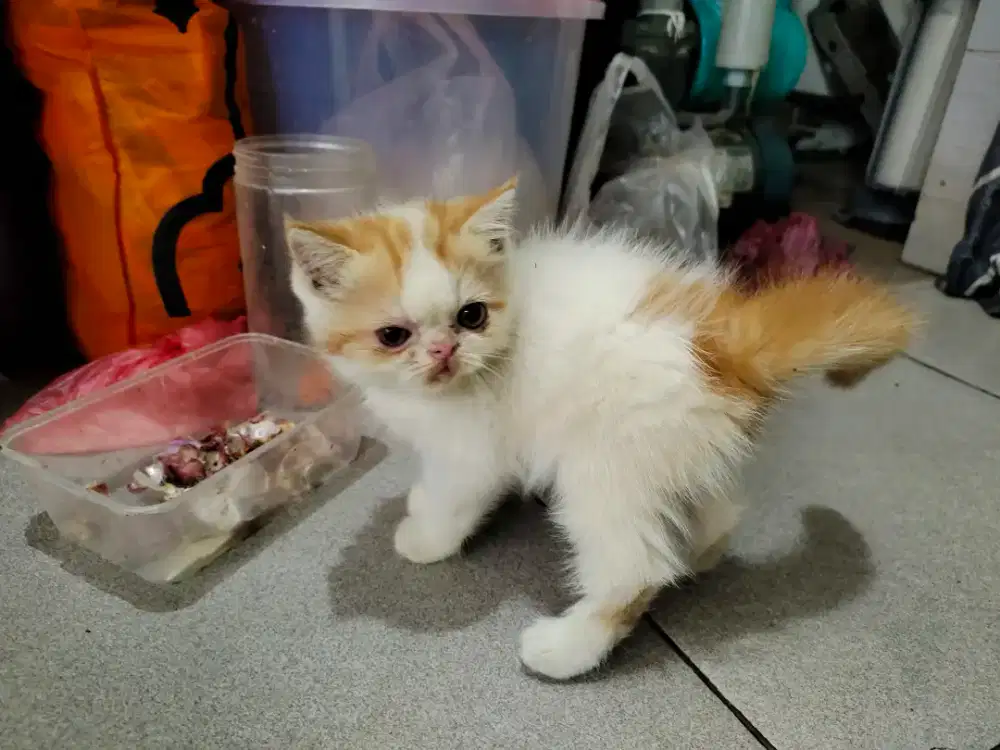 Exo medium Jantan 2 Bulan