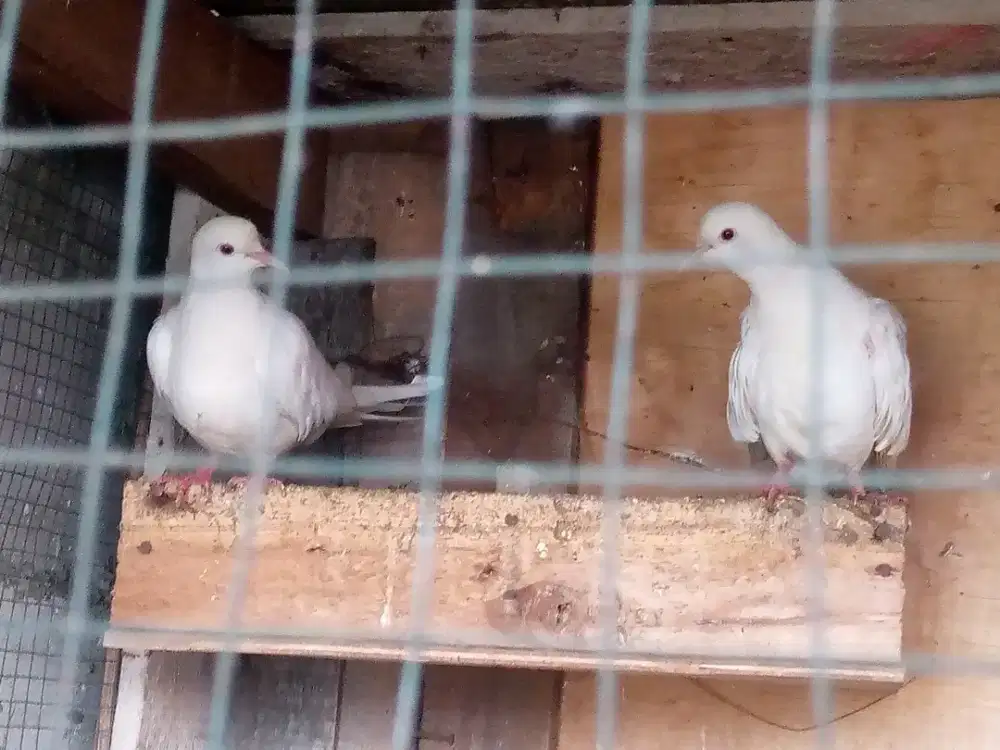 Burung kuter putih mata merah
