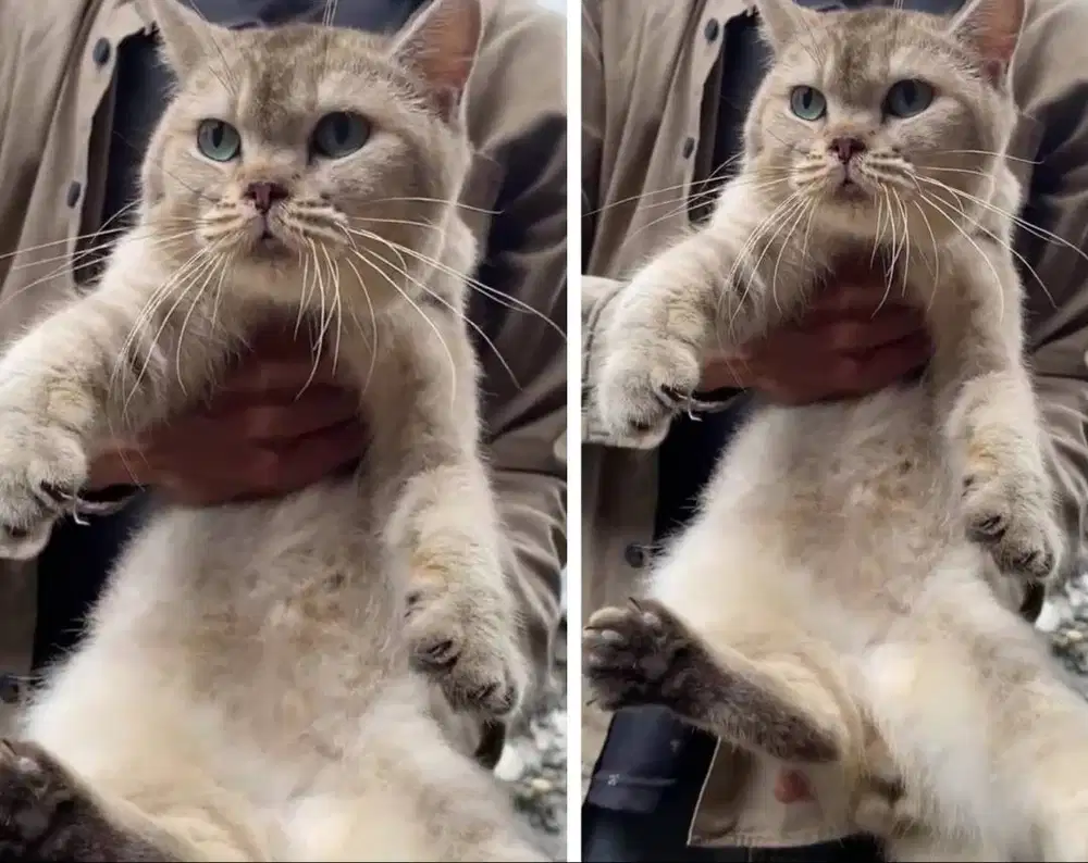 Kucing Kitten British shorthair Golden male super gembul