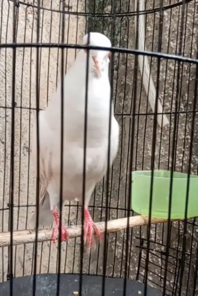 Burung puter putih mata merah jantan gacor