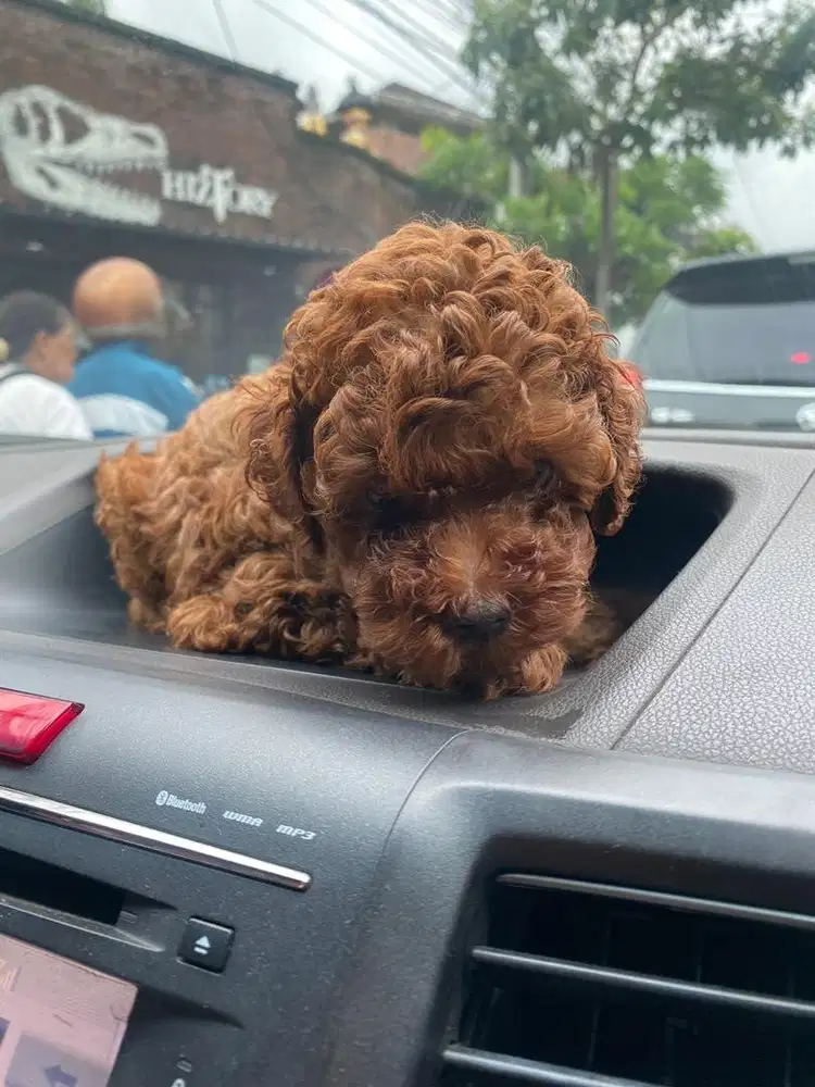 Poodel red pekat size tiny usia 1.5 bulan non stb vaksin