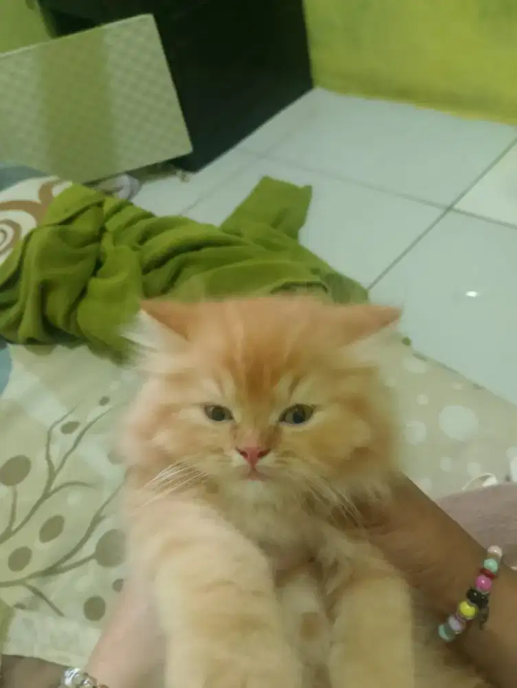 Open adopsi kucing Persia kitten lucu2