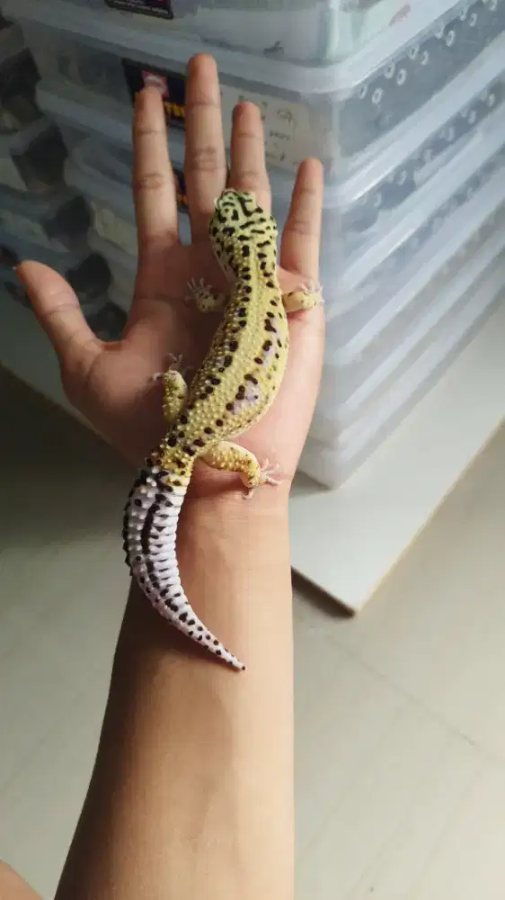 Gecko Bold Stripe Male