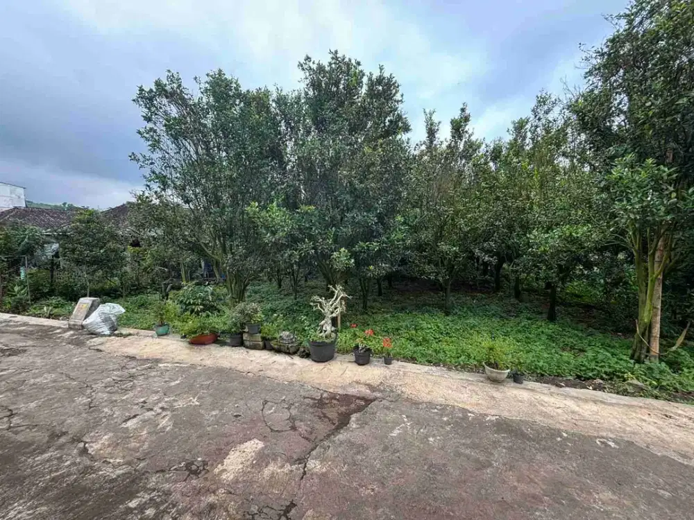 DIJUAL KEBUN JERUK AKTIF DENGAN VIEW CANTIK AREA BEDENGAN DAU MALANG